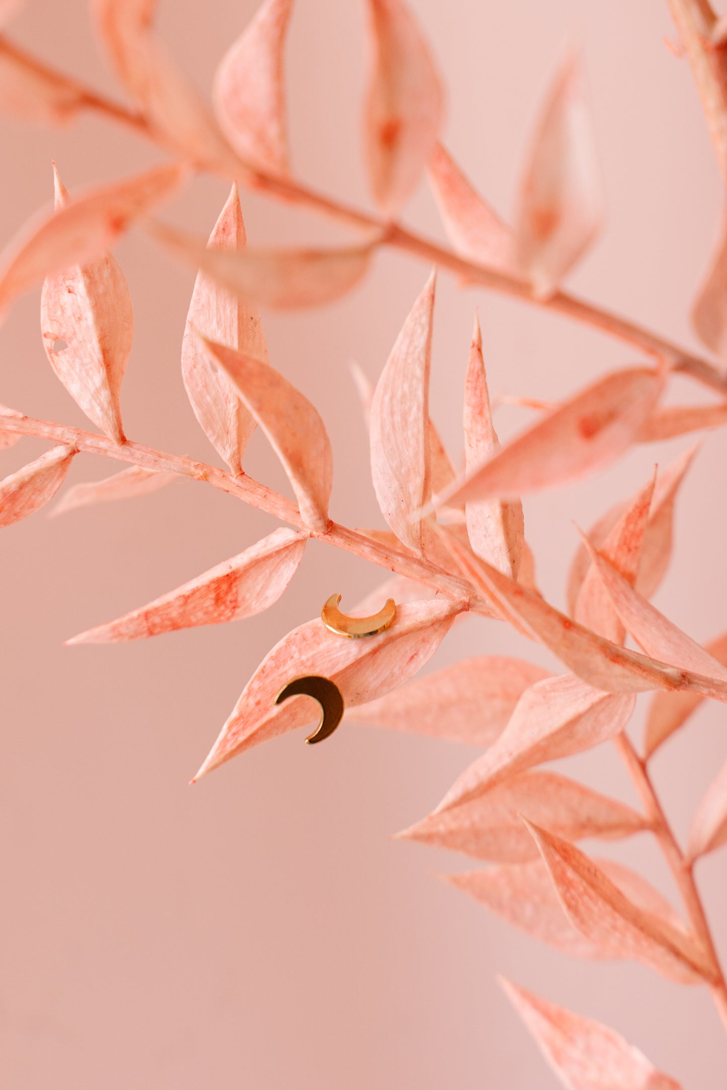Puces d'oreilles lune sur feuilles