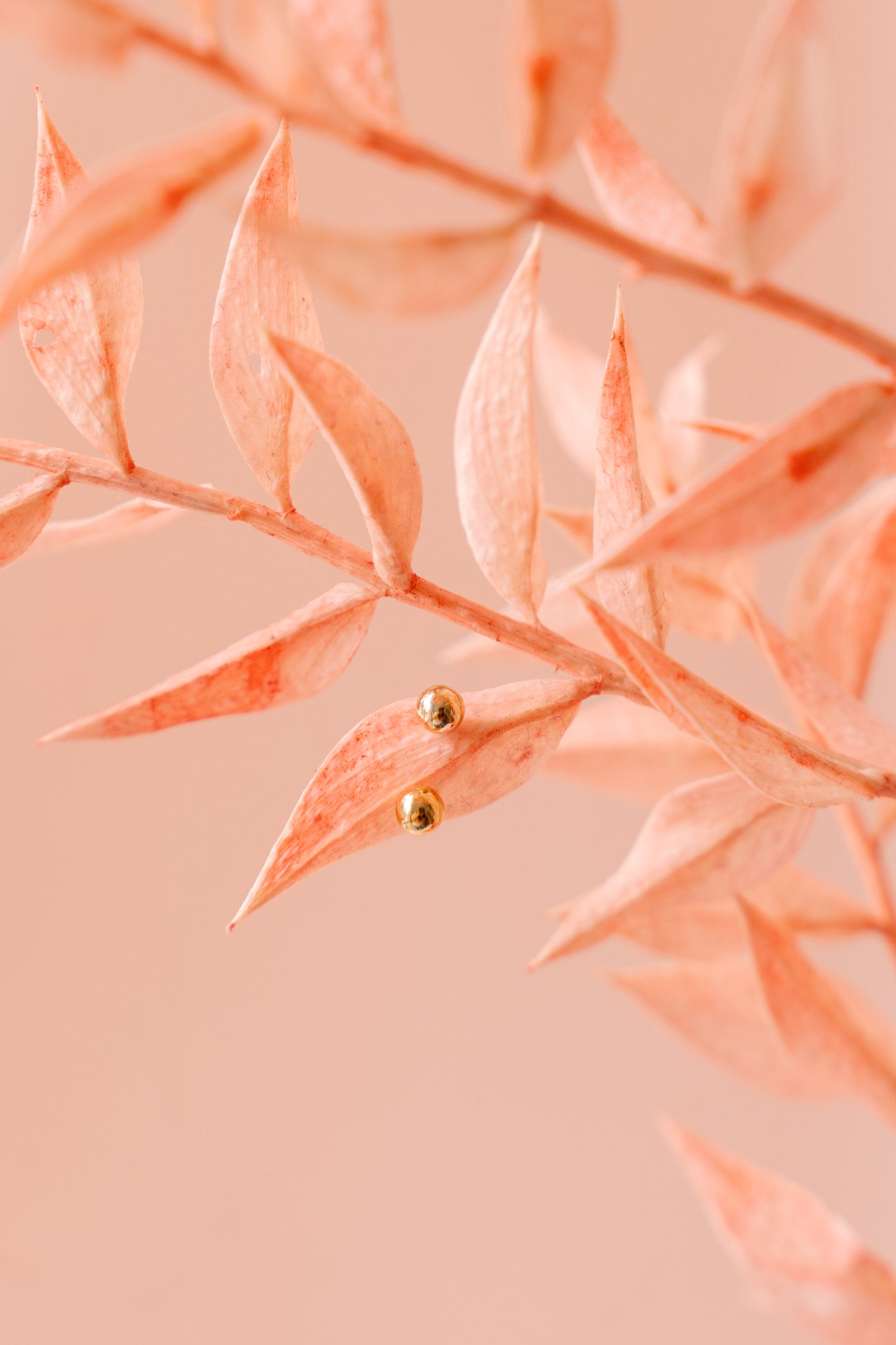 Une puce d'oreilles sur feuilles
